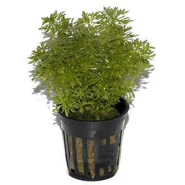 LIMNOPHILA SESSIFLORA TROPICA