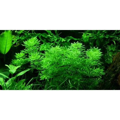 LIMNOPHILA SESSIFLORA TROPICA