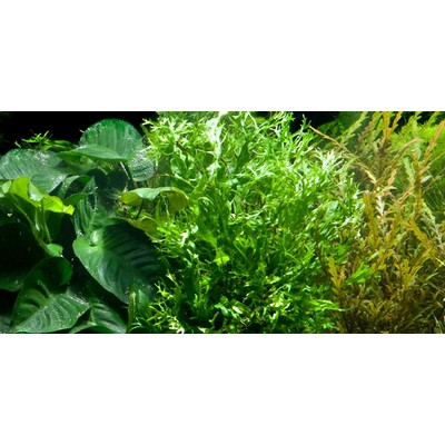 MICROSORUM PTEROPUS Windelow TROPICA