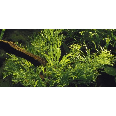 MICROSORUM PTEROPUS Windelow TROPICA