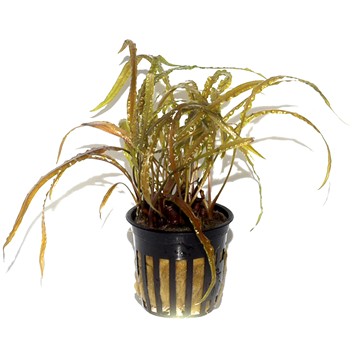CRYPTOCORYNE CRISPATULA TROPICA