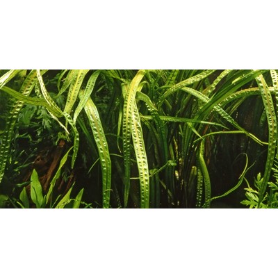 CRYPTOCORYNE CRISPATULA TROPICA