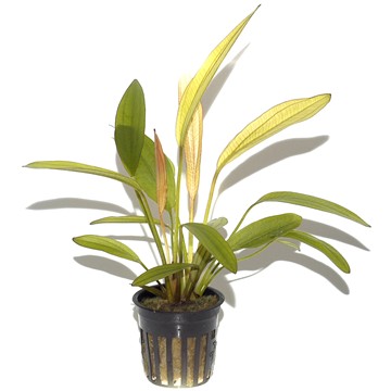 ECHINODORUS - Red Diamond TROPICA