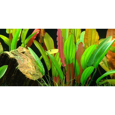 ECHINODORUS - Red Diamond TROPICA