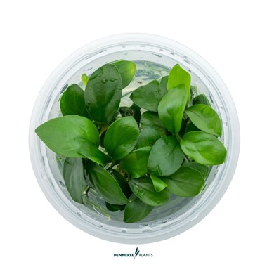 ANUBIAS BARTERI NANA DENNERLE PLANTS