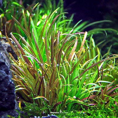 BLYXA JAPONICA