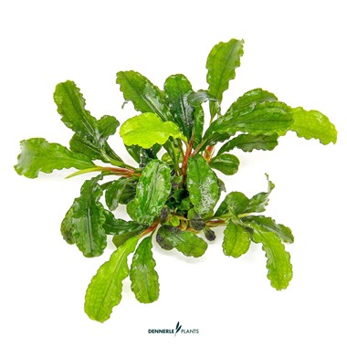 BUCEPHALANDRA PYGMAEA 'BUKIT KELAM' DENNERLE PLANTS