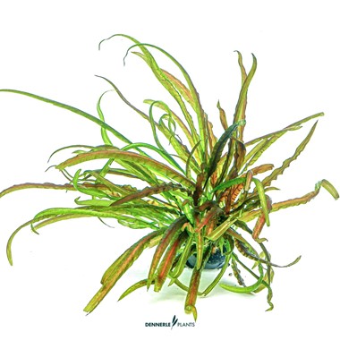CRYPTOCORYNE CRISPATULA