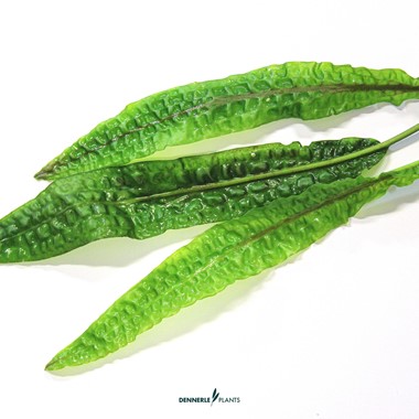 CRYPTOCORYNE USTERIANA DENNERLE PLANTS