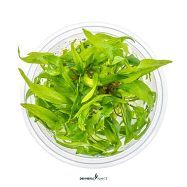 CRYPTOCORYNE WENDTII BROAD LEAF DENNERLE PLANTS