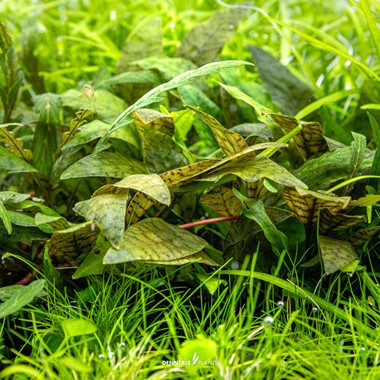 CRYPTOCORYNE X PURPUREA DENNERLE PLANTS