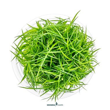 ERIOCAULON CINEREUM DENNERLE PLANTS