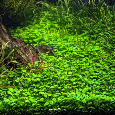 GLOSSOSTIGMA ELATINOIDES DENNERLE PLANTS