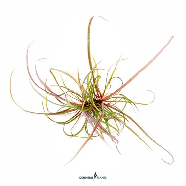 HELANTHIUM TENELLUM RED DENNERLE PLANTS