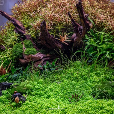 HEMIANTHUS CALLITRICHOIDES CUBA DENNERLE PLANTS