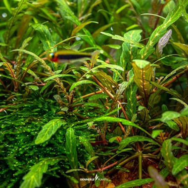 HYGROPHILA PINNATIFIDA      
