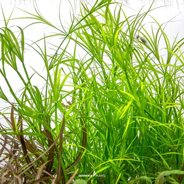JUNCUS REPENS DENNERLE PLANTS