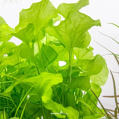 NYMPHOIDES SPEC. TAIWAN DENNERLE PLANTS