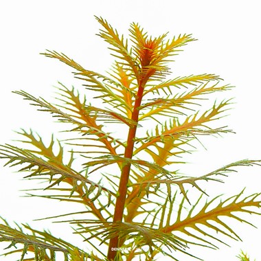 PROSERPINACA PALUSTRIS