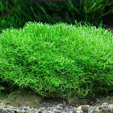 RICCIA FLUITANS DENNERLE PLANTS