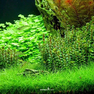 ROTALA INDICA BONSAI DENNERLE PLANTS