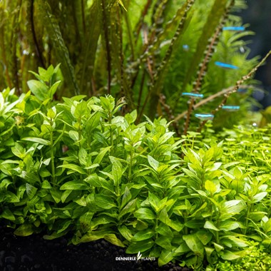 STAUROGYNE REPENS DENNERLE PLANTS