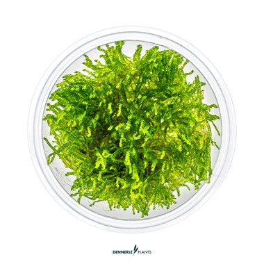 TAXIPHYLLUM ALTERNANS TAIWAN DENNERLE PLANTS
