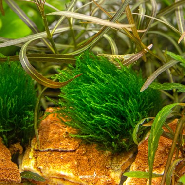 TAXIPHYLLUM SPEC. FLAME MOSS