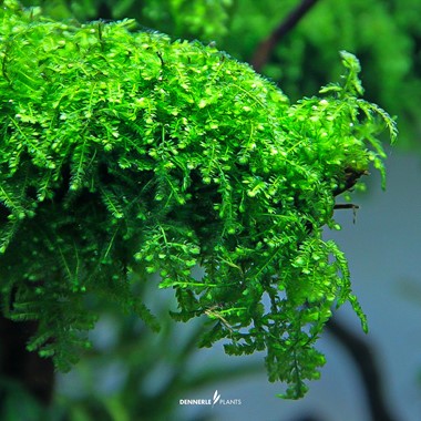 VESICULARIA FERRIEI WEEPING MOSS DENNERLE PLANTS