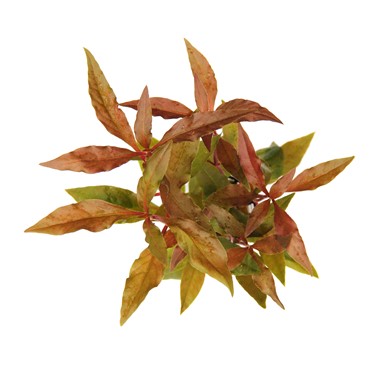 ALTERNANTHERA REINECKII RED