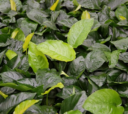 ANUBIAS BARTERI DENNERLE PLANTS