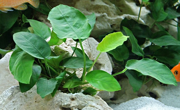 ANUBIAS BARTERI VAR. NANA