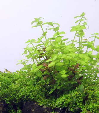 BACOPA AUSTRALIS DENNERLE PLANTS