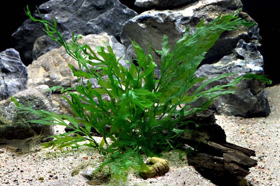 BOLBITIS HEUDELOTII DENNERLE PLANTS