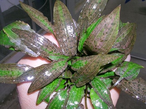 CRYPTOCORYNE AFFINIS DENNERLE PLANTS