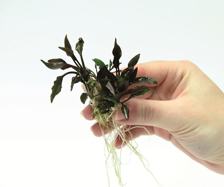 CRYPTOCORYNE LUTEA HOBBIT DENNERLE PLANTS