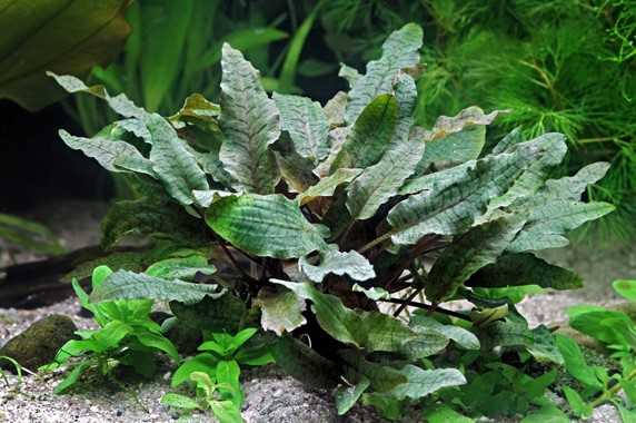 CRYPTOCORYNE WENDTII BROWN DENNERLE PLANTS