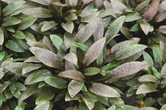 CRYPTOCORYNE WENDTII COMPACT DENNERLE PLANTS