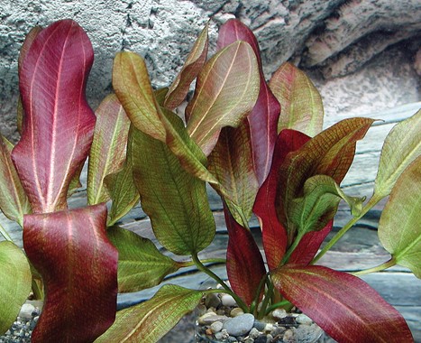 ECHI. DSCHUNGELSTAR NO. 2 SMALL BEAR DENNERLE PLANTS