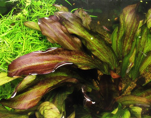 ECHINODORUS GREEN CHAMELEON DENNERLE PLANTS