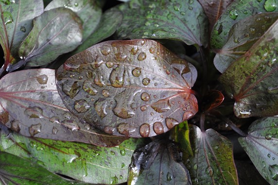 ECHINODORUS OZELOT DENNERLE PLANTS