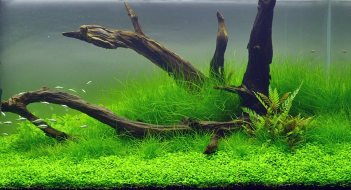 ELEOCHARIS ACICULARIS DENNERLE PLANTS