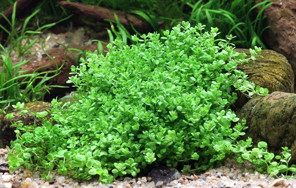 HEMIANTHUS CALLITRICHOIDES CUBA DENNERLE PLANTS