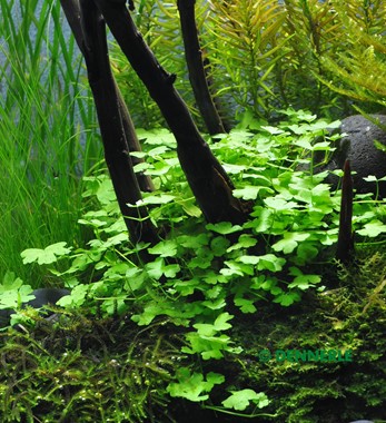 HYDROCOTYLE CF. TRIPARTITA DENNERLE PLANTS