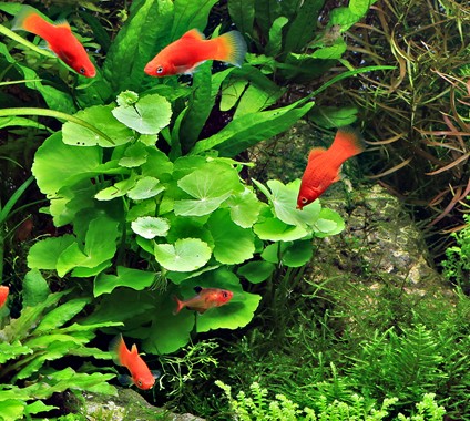HYDROCOTYLE LEUCOCEPHALA DENNERLE PLANTS