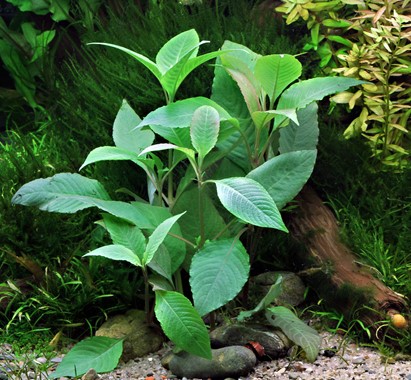 HYGROPHILA CORYMBOSA