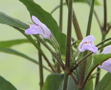 HYGROPHILA CORYMBOSA THAILAND DENNERLE PLANTS