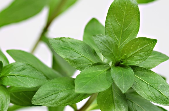 HYGROPHILA POLYSPERMA DENNERLE PLANTS