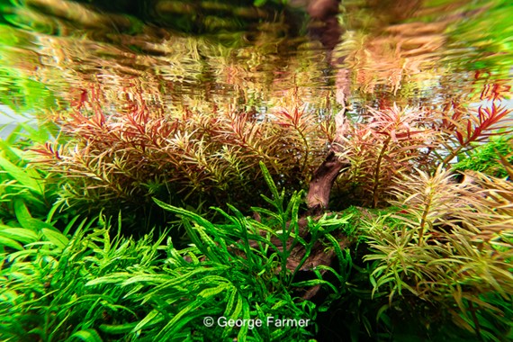 LIMNOPHILA HIPPURIDOIDES