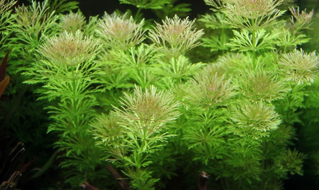 LIMNOPHILA SESSIFLORA DENNERLE PLANTS